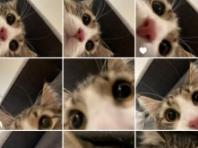 집사 몰래 고양이가 찍은 셀카 12장...'냥플루언서가 될 고양!'