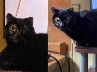 소파 환불했다가 고양이까지 잃어버린 집사...'3주 만에 재회'