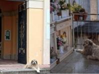 세상 떠난 주인 무덤을 수년째 떠나지 않는 강아지