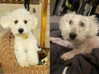 역대급 '똥손' 견주에게 미용 당하고 대머리 된 강아지