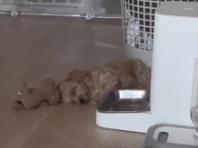 밥 시간 기다리며 사료통 옆에서 자는 강아지...'밥 소리에 자동 기상'