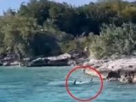 바다에 뛰어들어 상어와 맞선 개...'상어가 먼저 자리 피해'