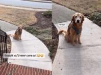 주인이 실수로 문 닫아 혼자 남겨지자 슬퍼하는 강아지..."나도 데려가야지"