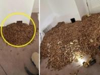 美주택 벽에서 쏟아진 도토리...317㎏ 넘게 모은 '슈퍼리치' 딱따구리