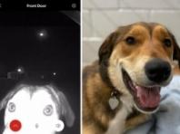 주인 잃어버리자 전에 살던 동물단체 찾아와 초인종 누른 댕댕이