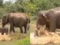 악어 공격에 맞서 새끼 지킨 어미 코끼리...'모성의 놀라운 힘'