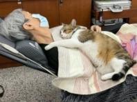 고양이가 갑자기 할머니 곁에 붙어있던 이유...'뇌출혈 제일 먼저 감지' 