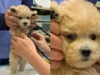 "주인 도움!!!"...견생 첫 동물병원 방문한 강아지의 간절한 눈빛