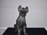 분양 받은 강아지한테 물린 美 남성...알고 보니 '하이에나'였다