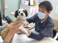 성남시, 시립동물병원 진료 대상 '시민에 입양된 유실·유기동물'로 확대
