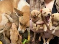 탯줄 붙은 새끼와 함께 키우던 반려견 땅에 묻은 잔인한 주인..'이웃 신고로 구조'