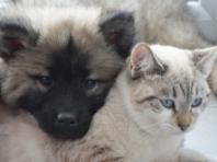 농식품부, 반려동물 겨울철 돌봄 요령 및 겨울 여행지 안내