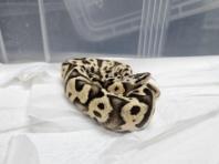 강남 지하철역에 버려진 뱀…알고 보니 멸종위기종 ‘볼파이톤’