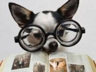 동물도 글을 읽을 수 있을까요? 