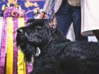 '개들의 월드시리즈' 웨스트민스터 도그쇼, 150주년 개막