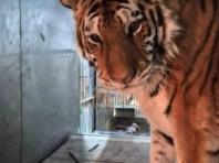 청주동물원서 태어난 호랑이 ‘이호’ 무지개다리 건너