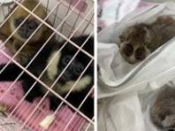 "귀엽다고 키웠다간 범죄자?"… 희귀동물 '온라인 블랙마켓' 원천 차단