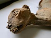 사우디서 4,000년 전 ‘치타 미라’ 발견… 멸종 '아라비아 치타' 복원 길 열려