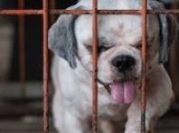 미국 뉴욕주 '강아지 공장' 판매 금지법 전면 시행