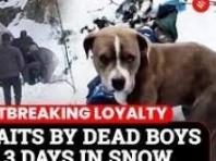 눈 쌓인 인도 설산서 4일간 죽은 주인 지킨 반려견 
