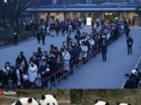 54년 만의 '판다 제로'… 日 우에노 동물원 작별인파  "안녕, 샤오샤오·레이레이"