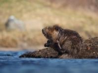 비버의 서식지 활동이 박쥐를 돕는다?