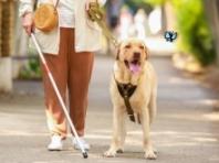 오늘(29일)은 시각장애인 안내견의 날(Seeing-Eye Guide Dog Anniversary)