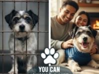 오늘은 '반려동물의 삶을 바꾸는 날' (Change a Pet's Life Day)