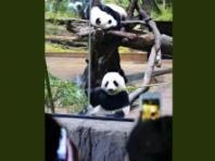 안녕, 샤오샤오·레이레이... 일본, 54년 만에 '판다 없는 나라'로