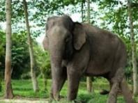 발리 동물원 '코끼리 탑승' 영구 중단...인도네시아 관광산업 '대전환'