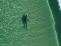 시드니 해변 '상어 비상'… 황소상어 출몰에 주요 해변 잇따라 폐쇄