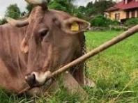 "가축의 인지 한계 넘었다"… 오스트리아서 '도구 사용하는 소' 발견