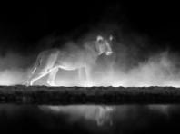 동물 왕국의 아름다운 흑백 사진 13장! - 포퓰러사이언스