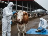 유럽, 고병원성 조류인플루엔자 비상… ‘소 감염’ 및 ‘변이 확산’ 