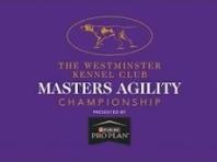 제 13회 마스터스 어질러티 최종 챔피언,  보더콜리 '프루브잇(Prove-it)'