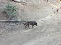 100년의 기다림 끝에 돌아온 ‘회색 늑대’… LA 카운티의 역사적 귀환