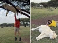 아프리카 '약물 취한 사자' 체험 논란