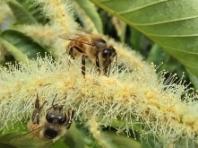 어떤 나무가 꿀을 많이 생산할까? 국립산림과학원, '밀원자원' 책 발간