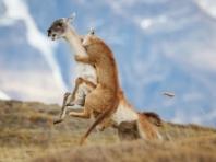 놀라운 야생의 세계!- 소니월드 포토 어워드 2026  '자연 및 야생 동물'   