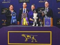 제 13회 마스터스 어질러티 최종 챔피언,  보더콜리 '프루브잇(Prove-it)'