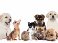 식약처, 반려동물 동반출입 음식점 제도 권역별 설명회 개최