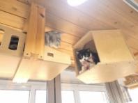 반려동물 안심하고 맡기세요! 서울시, 우리동네 펫위탁소