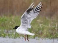 2월 ‘이달의 멸종위기 야생생물’ ‘검은머리갈매기’