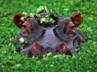 오늘(2월15일)은 '국제 하마의 날(World Hippo Day)'