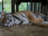 태국 사육시설서  호랑이 72마리 바이러스 감염 폐사