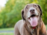 강아지가 왜 이렇게 헐떡이는 걸까요?