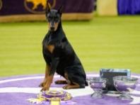 [포토뉴스] 2026 웨스트민스터 도그쇼 감동적 장면!