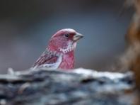 국립수목원에 찾아온 핑크빛 겨울 철새 양진이!