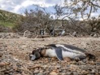  "퓨마가 파타고니아로 돌아왔고, 펭귄은 그 대가를 치르고 있다."