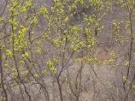 3월 ‘우리의 정원식물’,  봄을 깨우는 알싸한 향기, ‘생강나무’